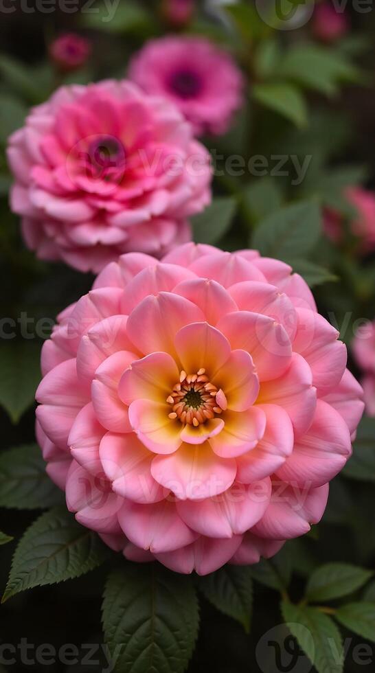 Beautiful Pink Flower Wallpaper for Phones with Lush Green Background photo
