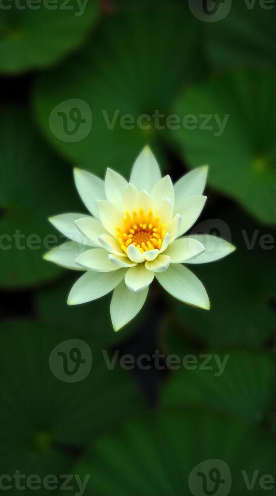 hermosa blanco loto flor en oscuro verde antecedentes para maravilloso teléfono fondo de pantalla foto