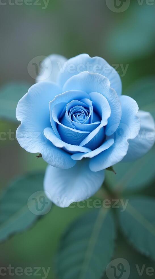 Elegant Blue Rose Phone Wallpaper for Calming and Stylish Device Customization photo