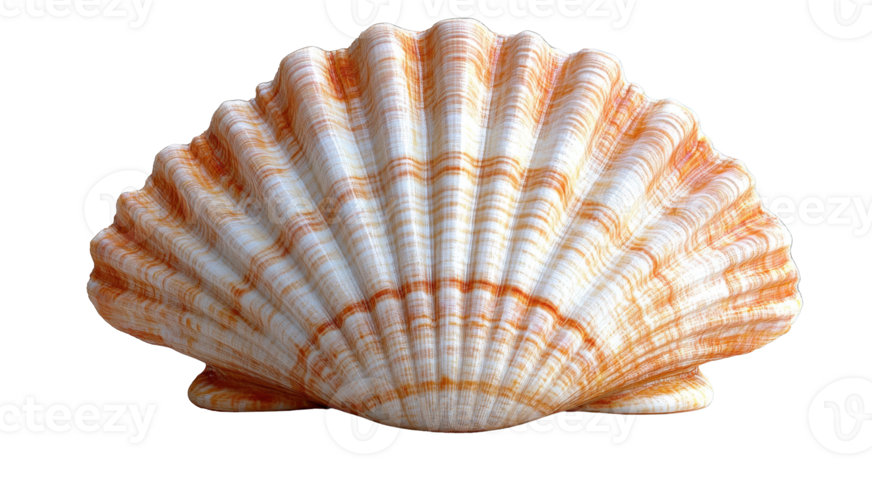 beautiful orange and white scallop seashell with intricate patterns and textures png