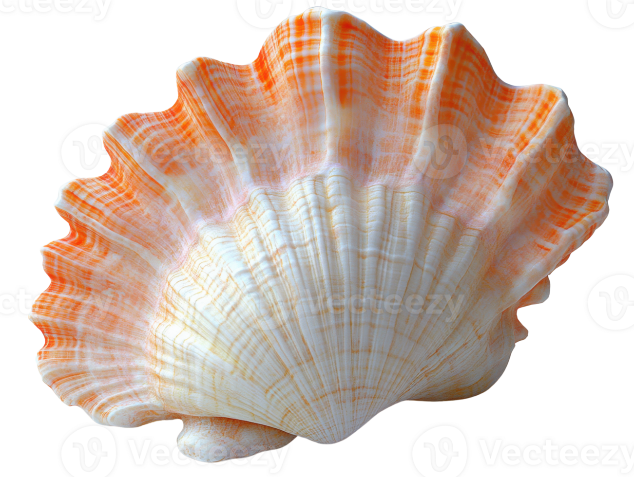 White scallop shell with intricate patterns and textures png