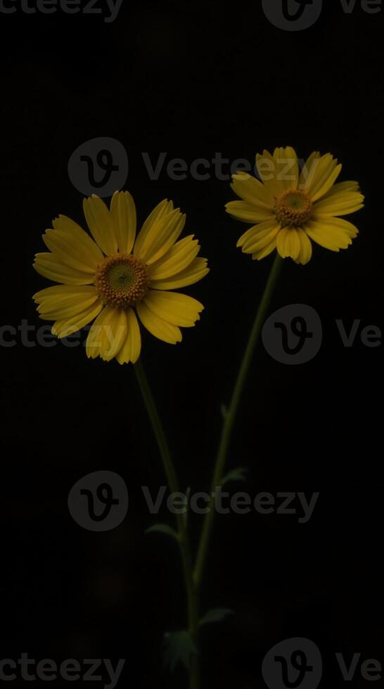 Beautiful Yellow Flowers Phone Wallpaper with Dark Background for Your Device photo
