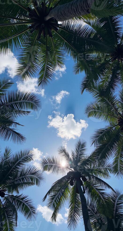 Beautiful Palm Tree Silhouette Under Sunny Sky for Vibrant Phone Wallpaper photo