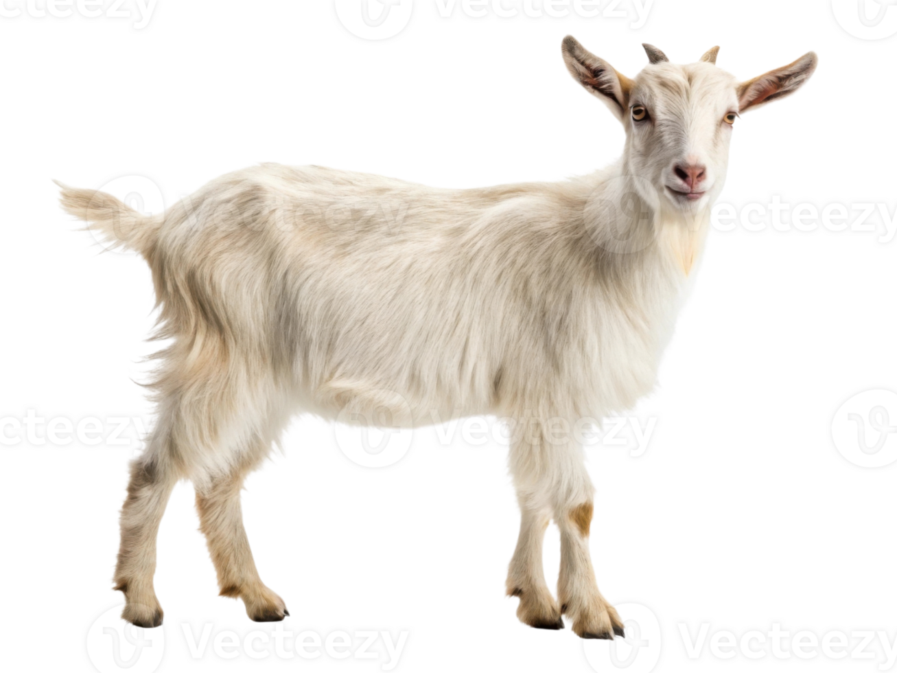cute white goat standing on transparency background, showcasing its fluffy fur and curious expression png