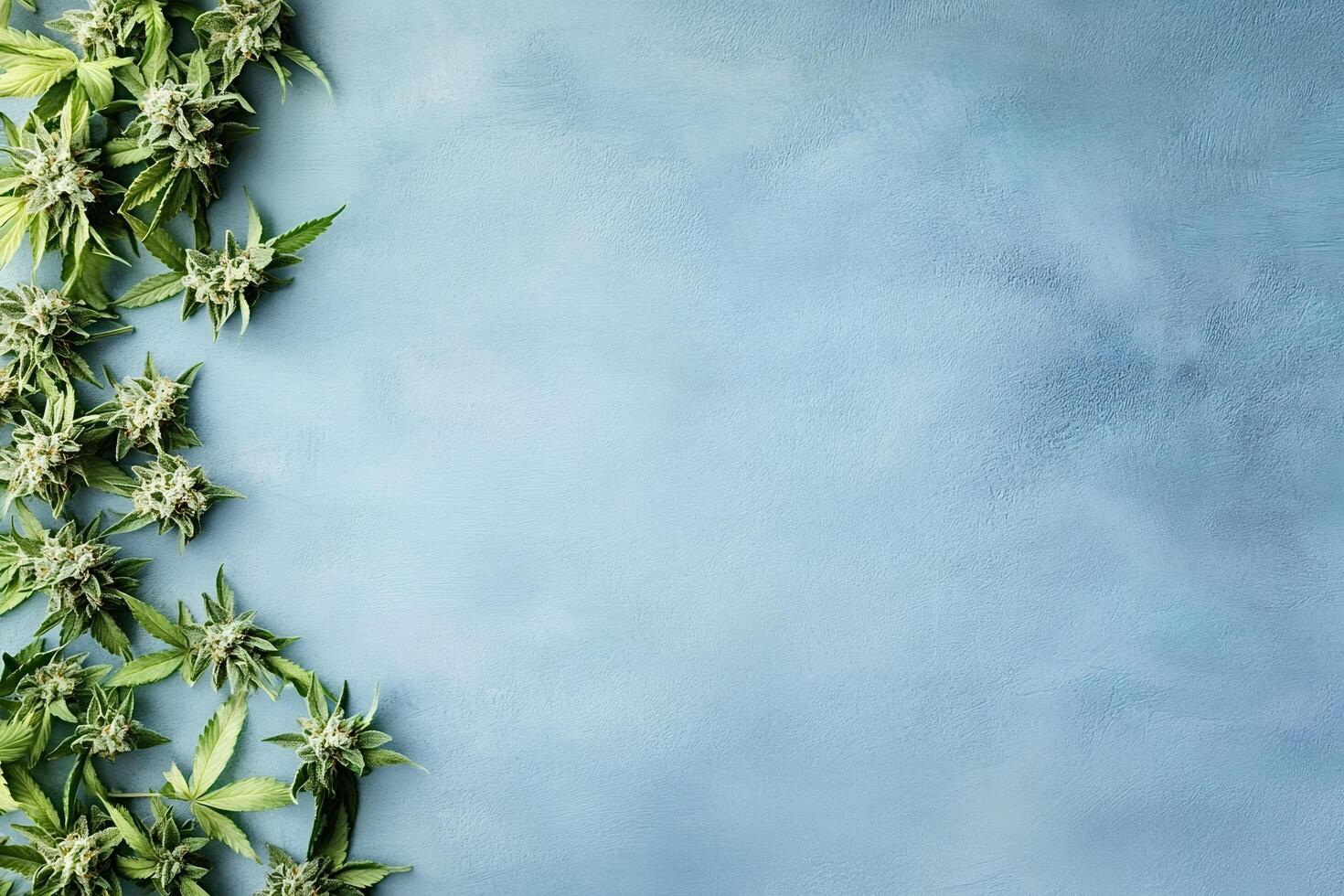 Cannabis buds forming a border on blue background with copy space photo