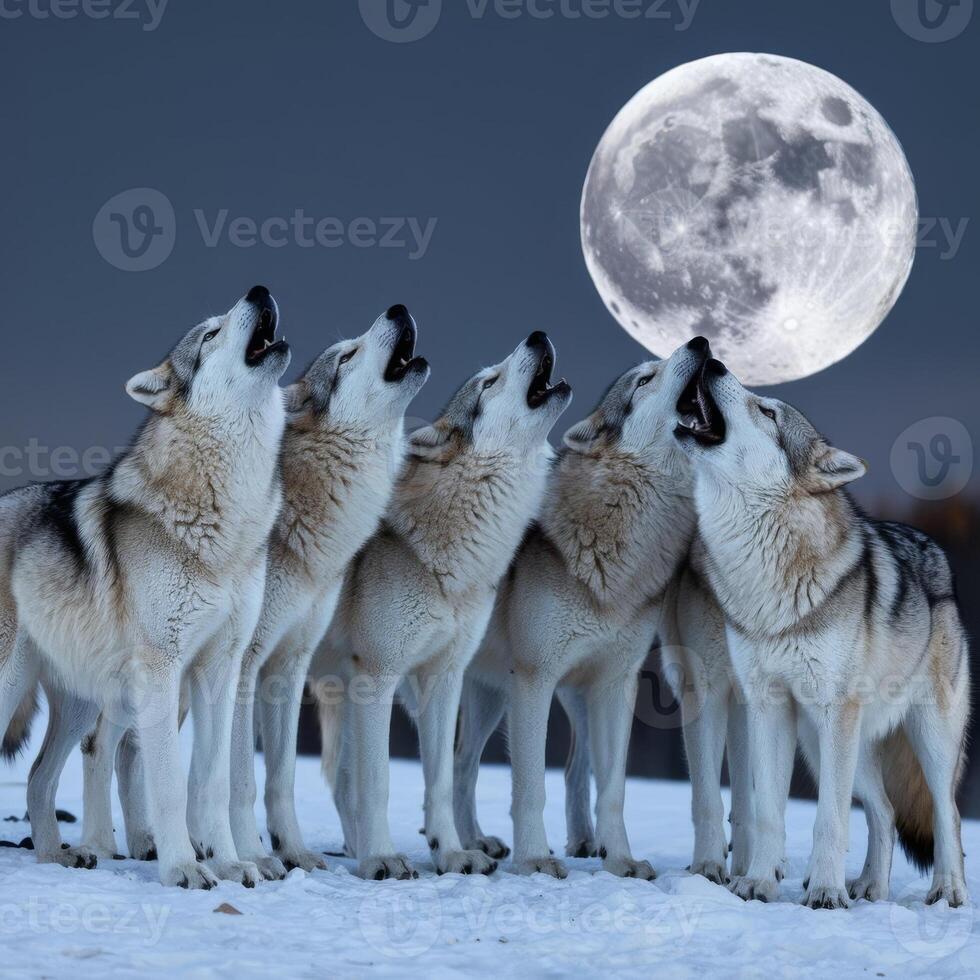 Wolf pack howling at the moon photo
