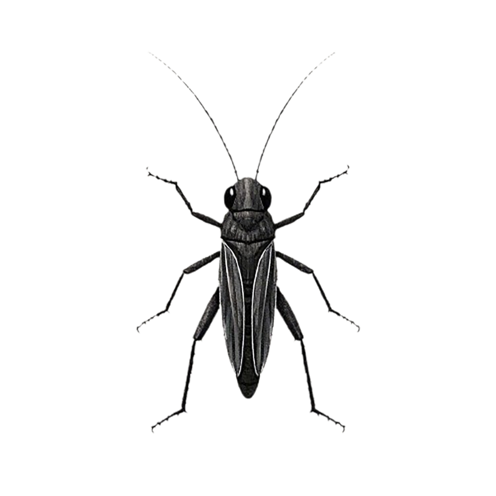 The Wacky Locust Cartoon png