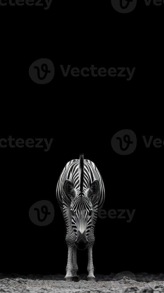 Zebra standing still against a black background showcasing its distinct stripes in an artistic manner photo