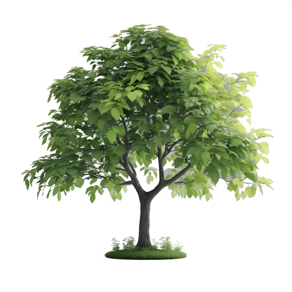 Realistic Green Tree with Dense Leaves Ideal for Landscaping Environment Projects png