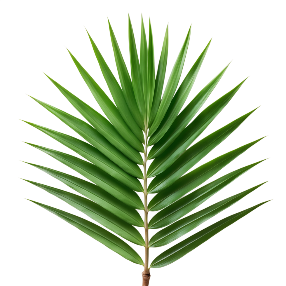 Vibrant Green Palm Leaf Isolated Tropical Botanical Nature Image for Design Decor png