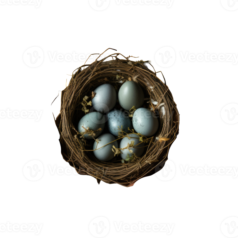 A bird's nest with blue eggs on a black background png