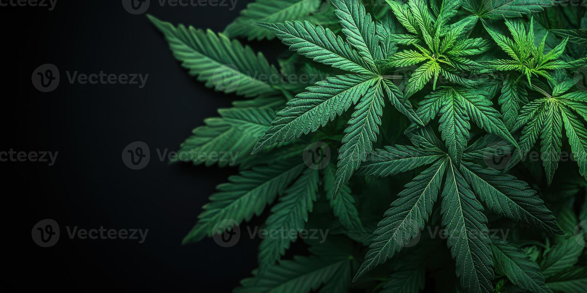 Vibrant green cannabis leaves arranged artistically on a dark background showcasing their intricate details and natural beauty photo