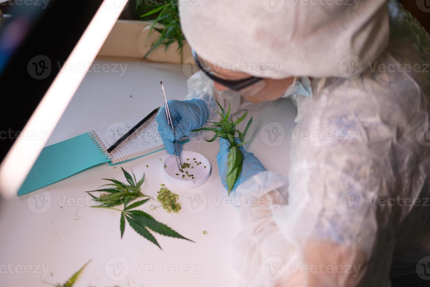 A scientist is analyzing cannabis samples in a controlled laboratory environment photo