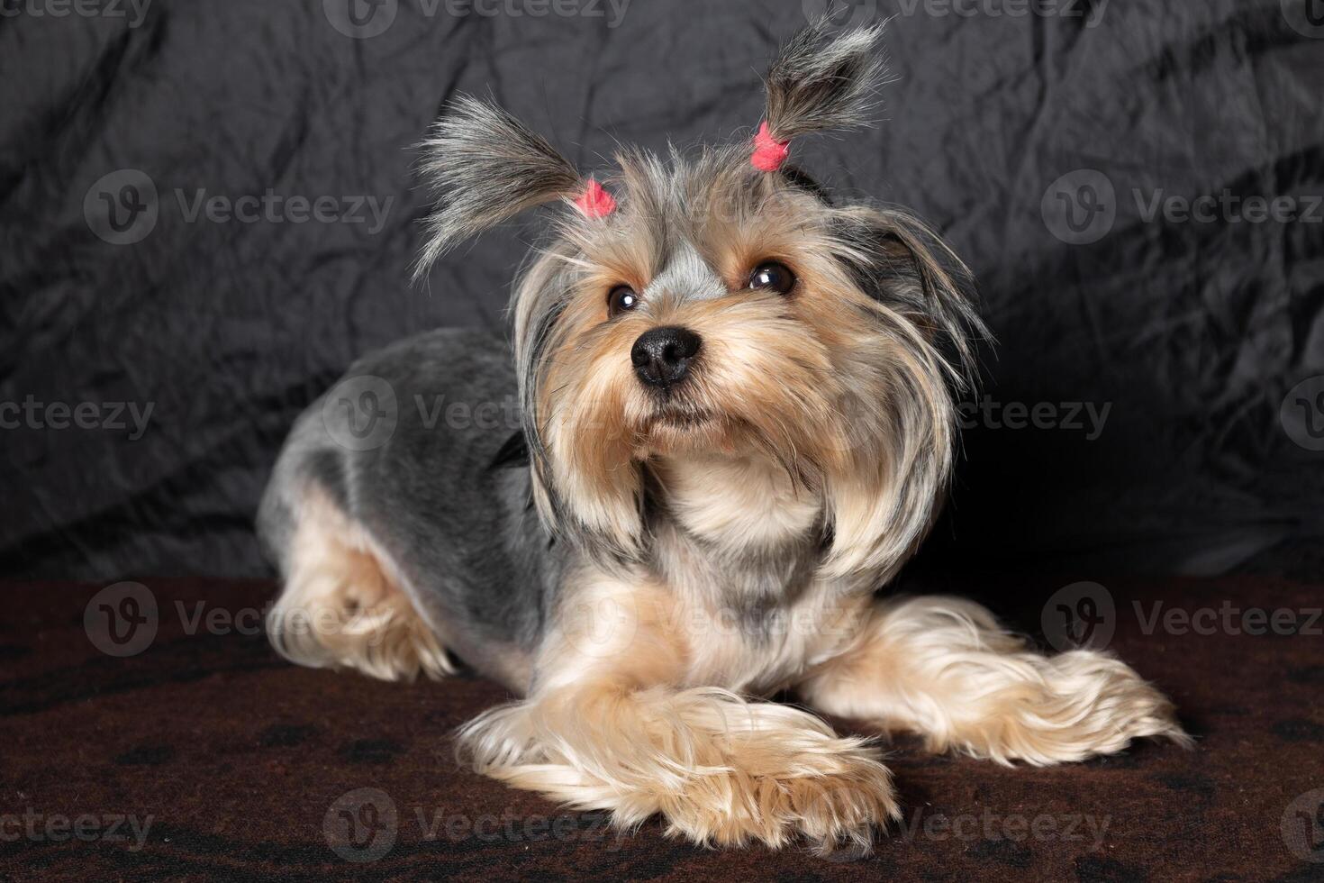 Adorable and Cute Yorkshire Terrier Sporting Colorful Hair Bows That Catch the Eye photo