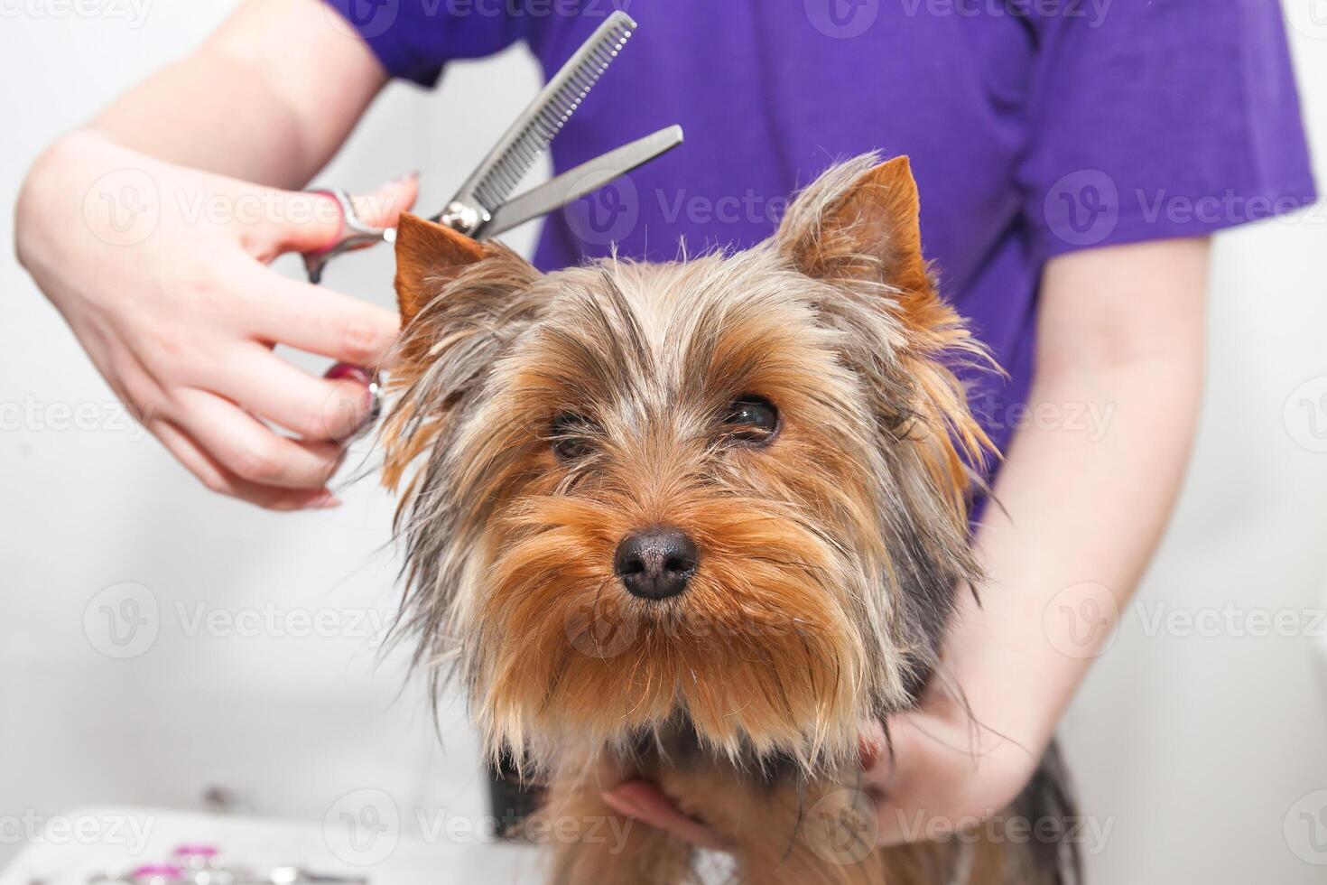 grooming a small dog grooming a Yorkshire Terrier in a bright room photo