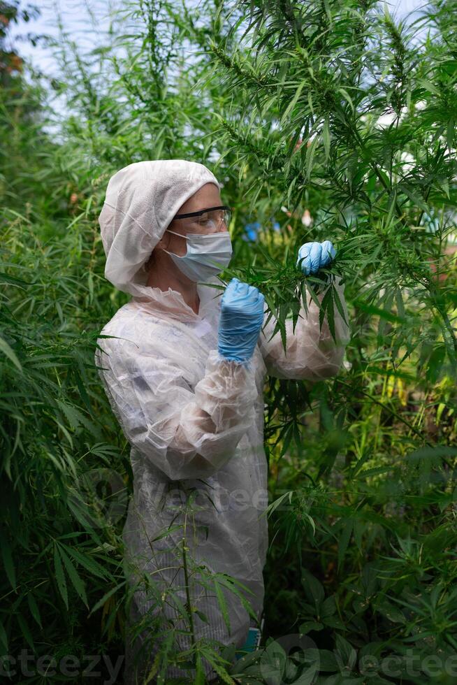 Scientist Carefully Examining and Analyzing Cannabis Plants in Controlled Laboratory Environment photo
