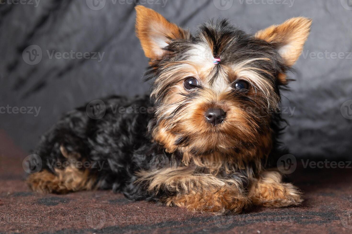 An Adorable Young Yorkshire Terrier Puppy Is Relaxing Comfortably Indoors in a Cozy Environment photo