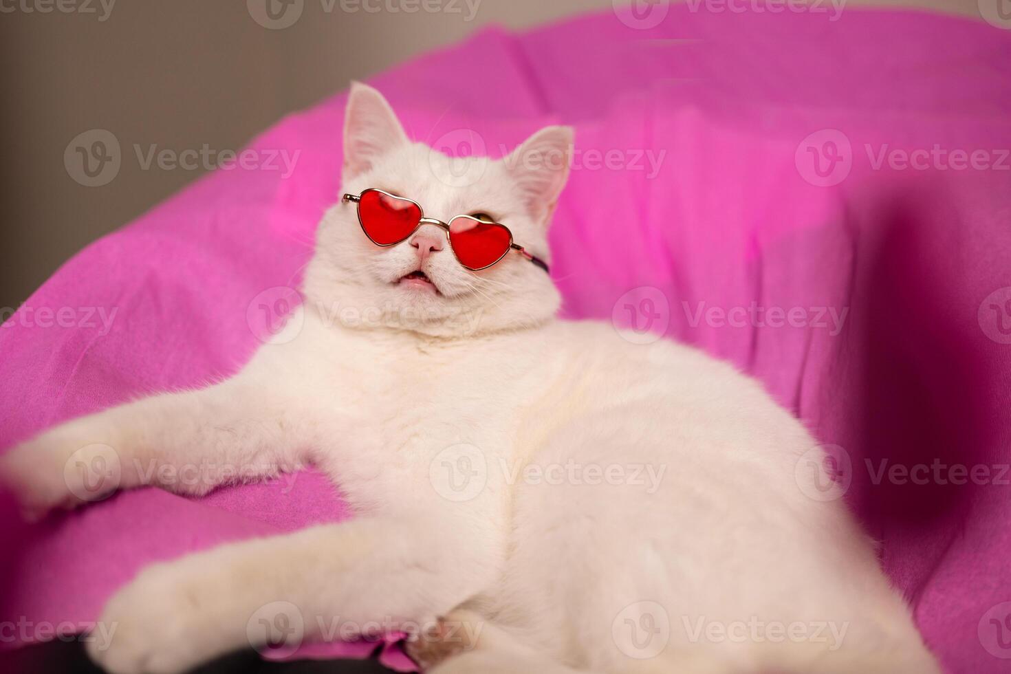 An adorable whimsical white cat wearing heartshaped sunglasses exudes charm and style photo