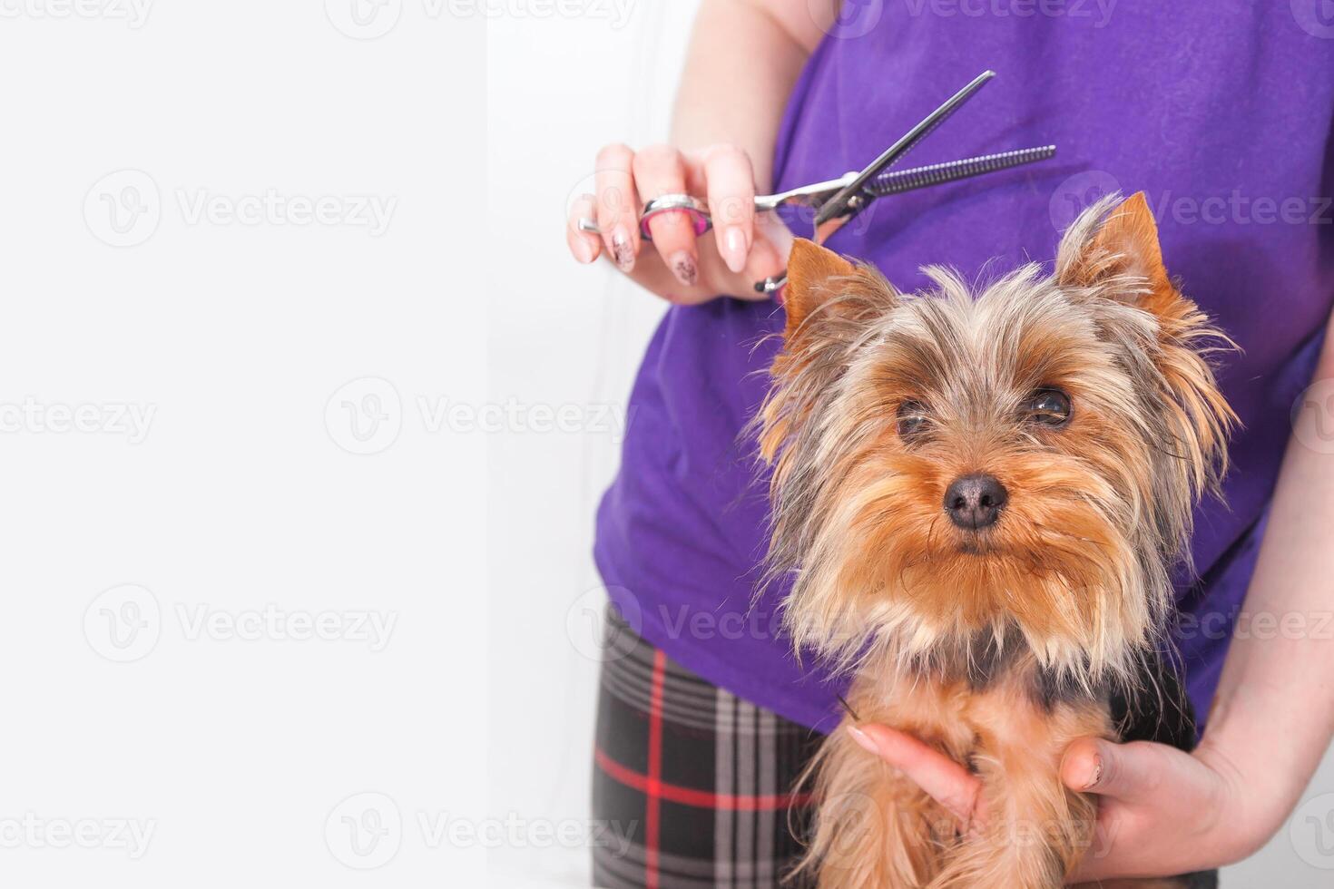 A person is carefully cutting the hair of a small dog using scissors photo