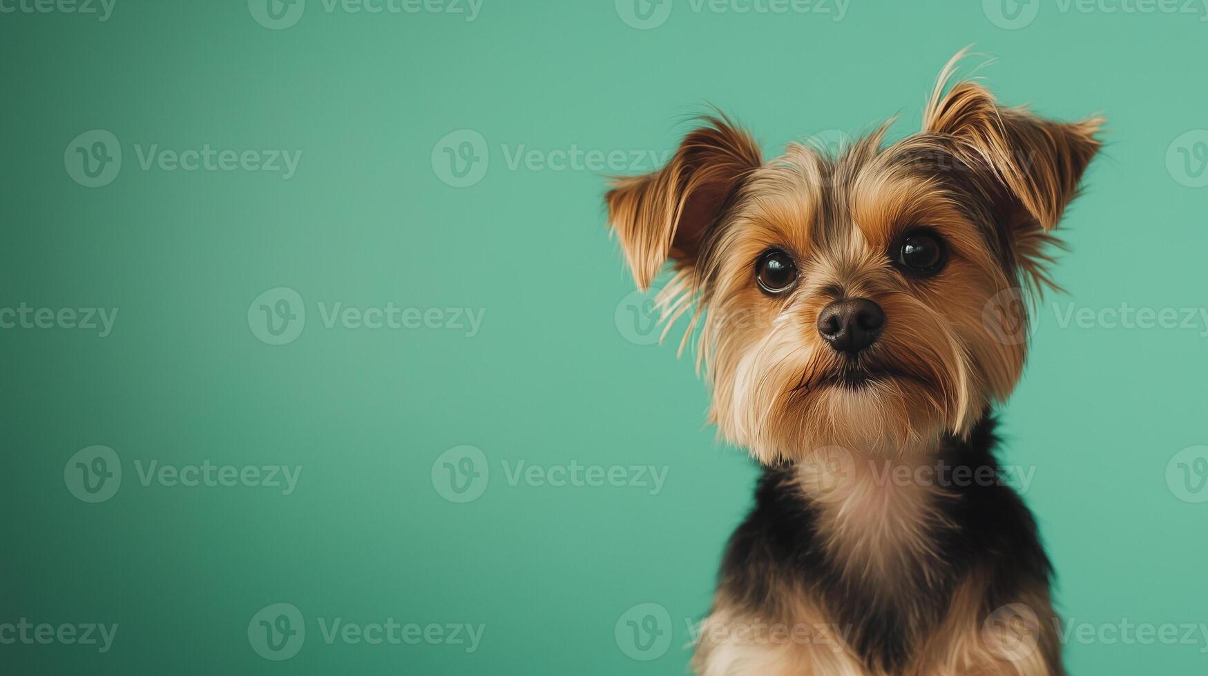 small Yorkshire terrier on a green background, soft and fluffy dog, background with dog photo