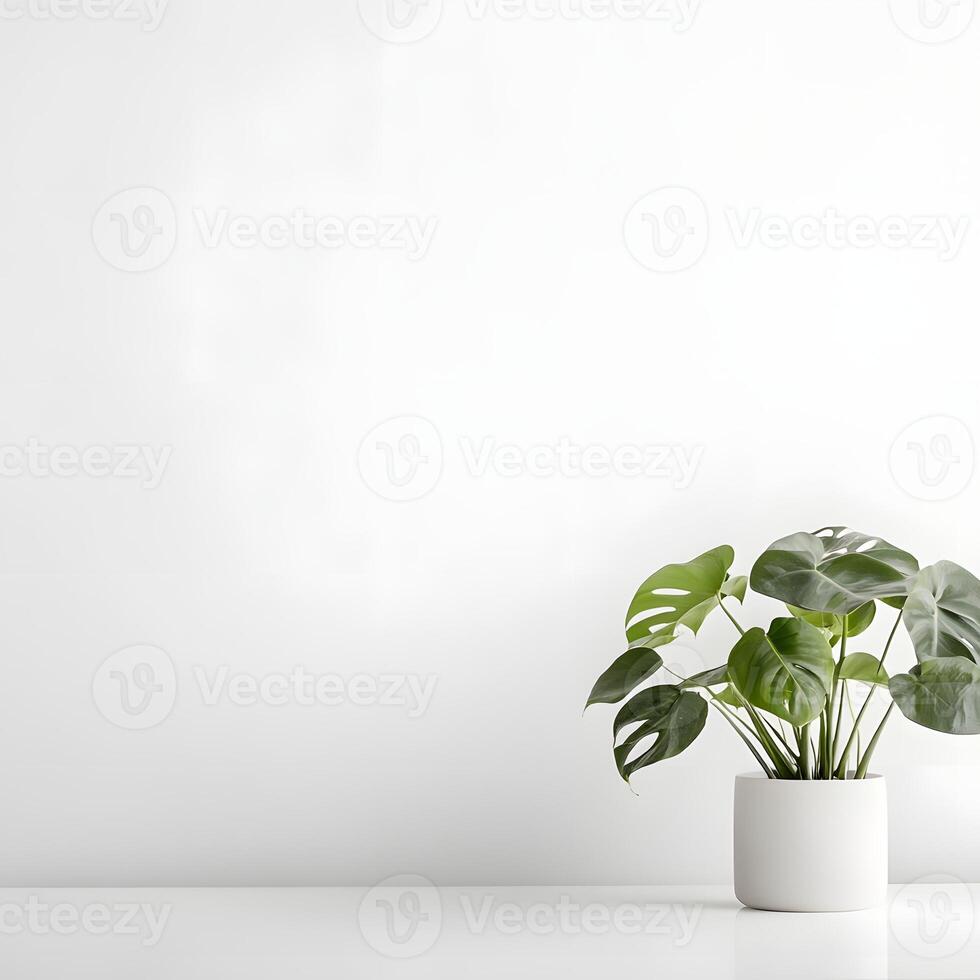 Monstera plant in a white pot on a white background with copy space. photo