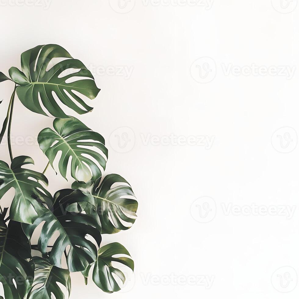 Monstera leaves on white background. Flat lay, top view, copy space. Creative layout made of monstera leaves on white background. Flat lay, top view minimal summer concept photo