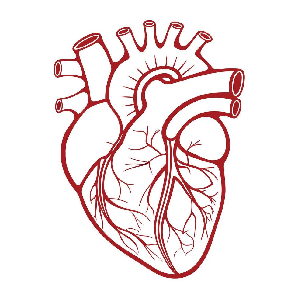 Anatomical Heart Illustration in Red Line Drawing on White Background vector