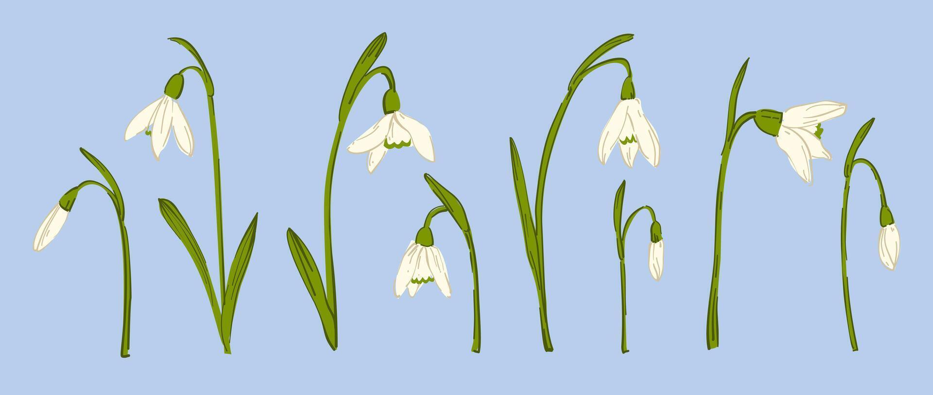 Illustration of delicate snowdrop flowers with green stems on a soft blue background, symbolizing early spring, renewal, and nature s beauty. vector