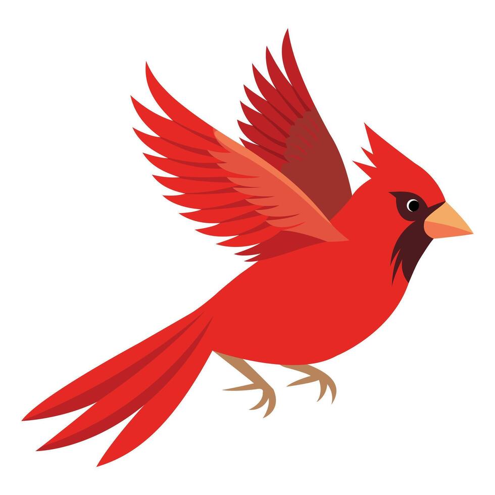 Cardinal Bird in Flight Isolated on White Background vector