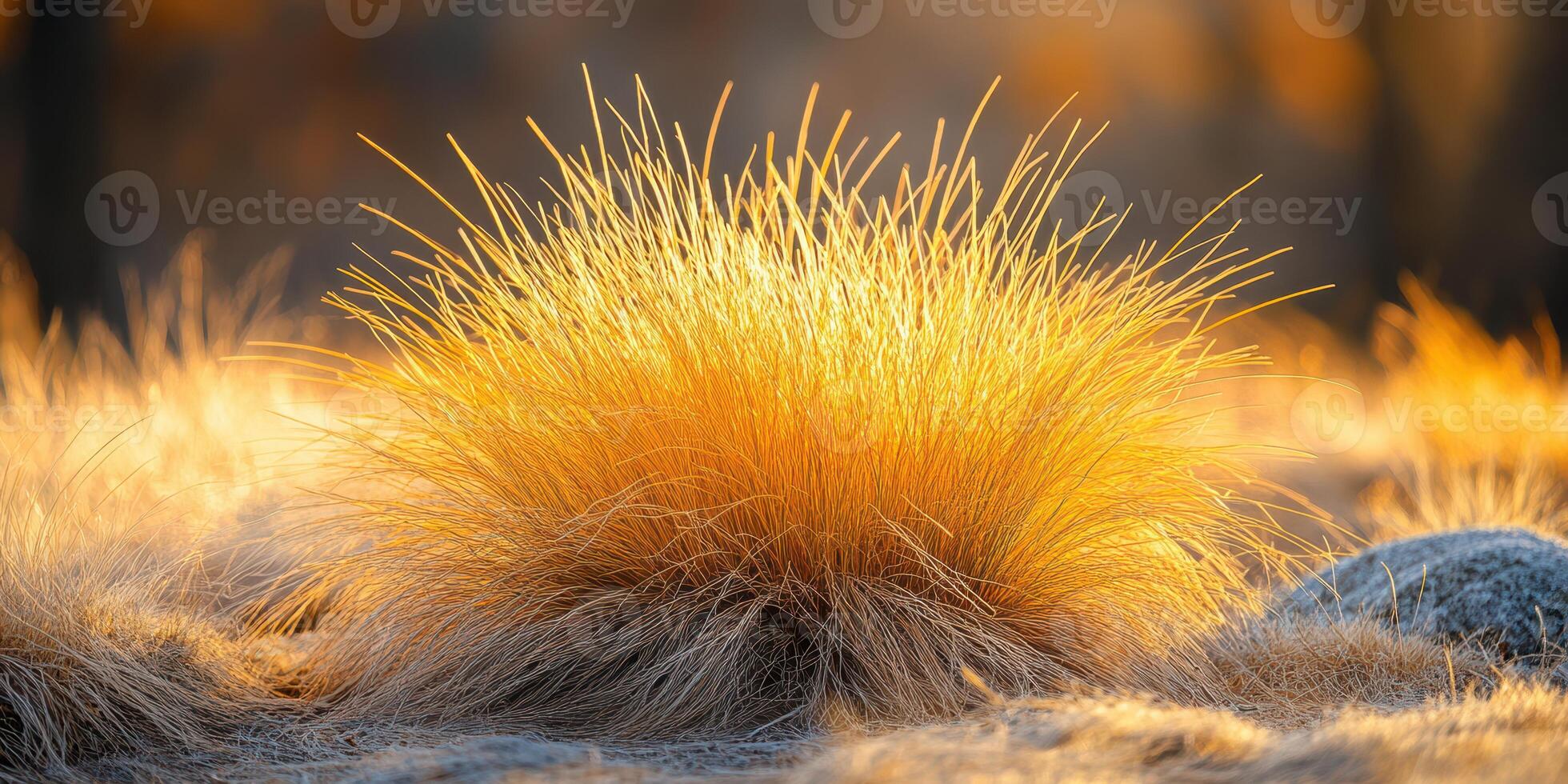 Golden grass illuminated by sunlight at dawn creates a stunning natural display in the countryside photo
