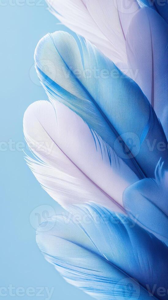 Colorful feathers in shades of blue and lavender arranged in a delicate pattern against a soft background photo