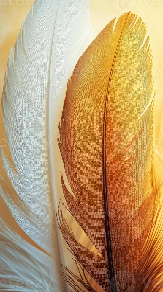 White and gold feathers beautifully arranged in soft light showcase nature's elegance and grace photo