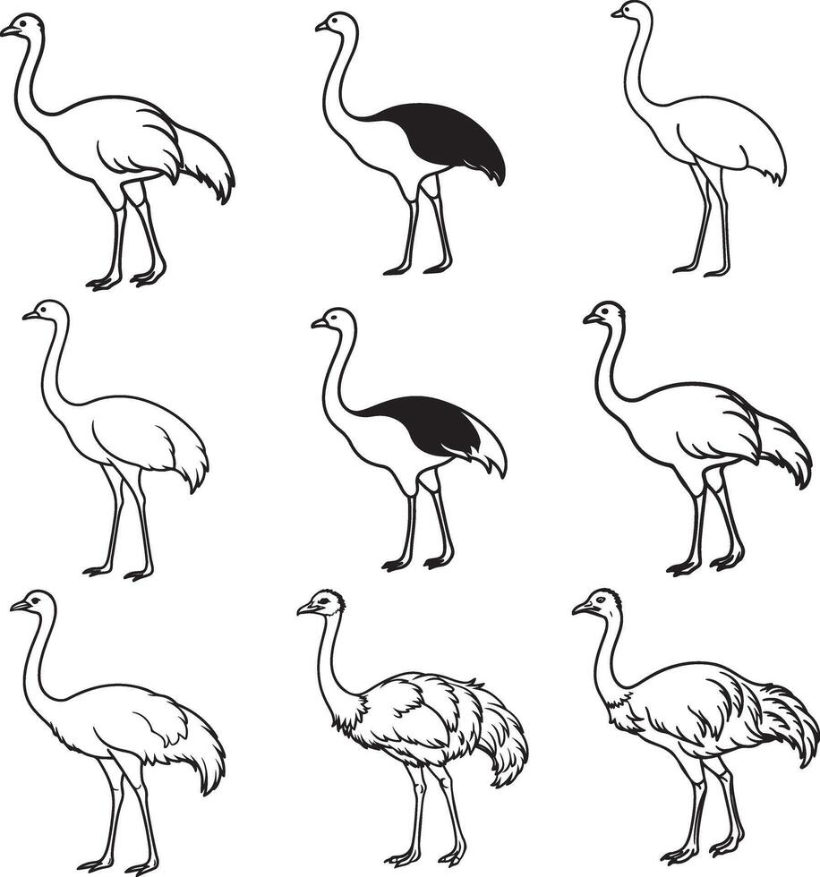 Ostrich birds line art design vector