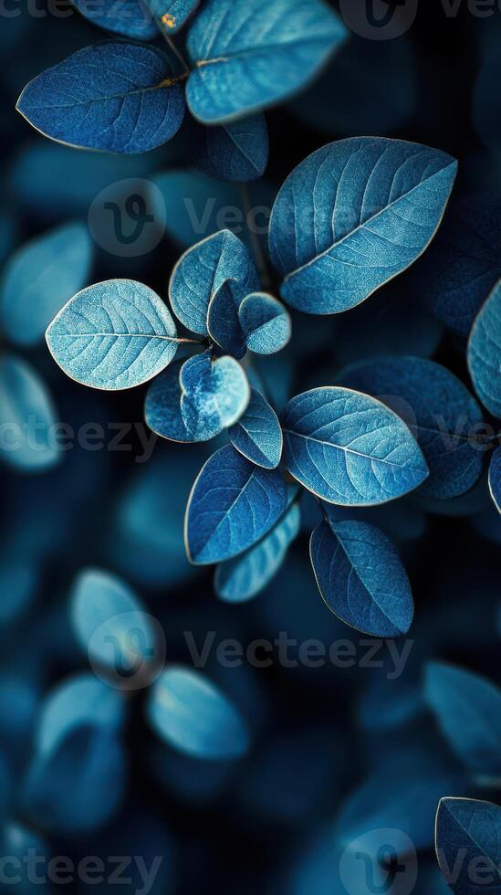 Unique close-up view of vibrant blue leaves on a plant in a natural setting during the day photo
