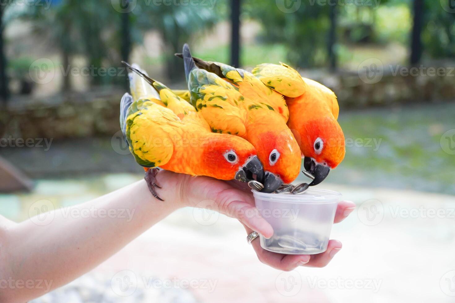 Sun conure eats food on hand. photo