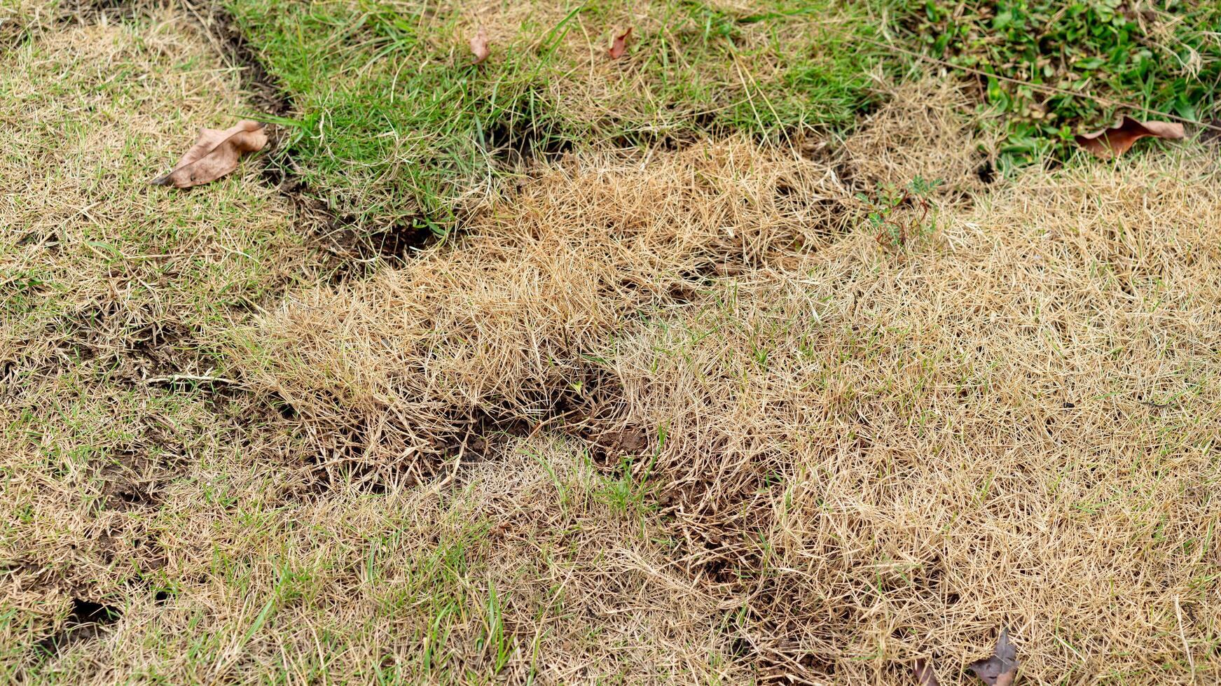A patch of grass with brown grass and weeds photo