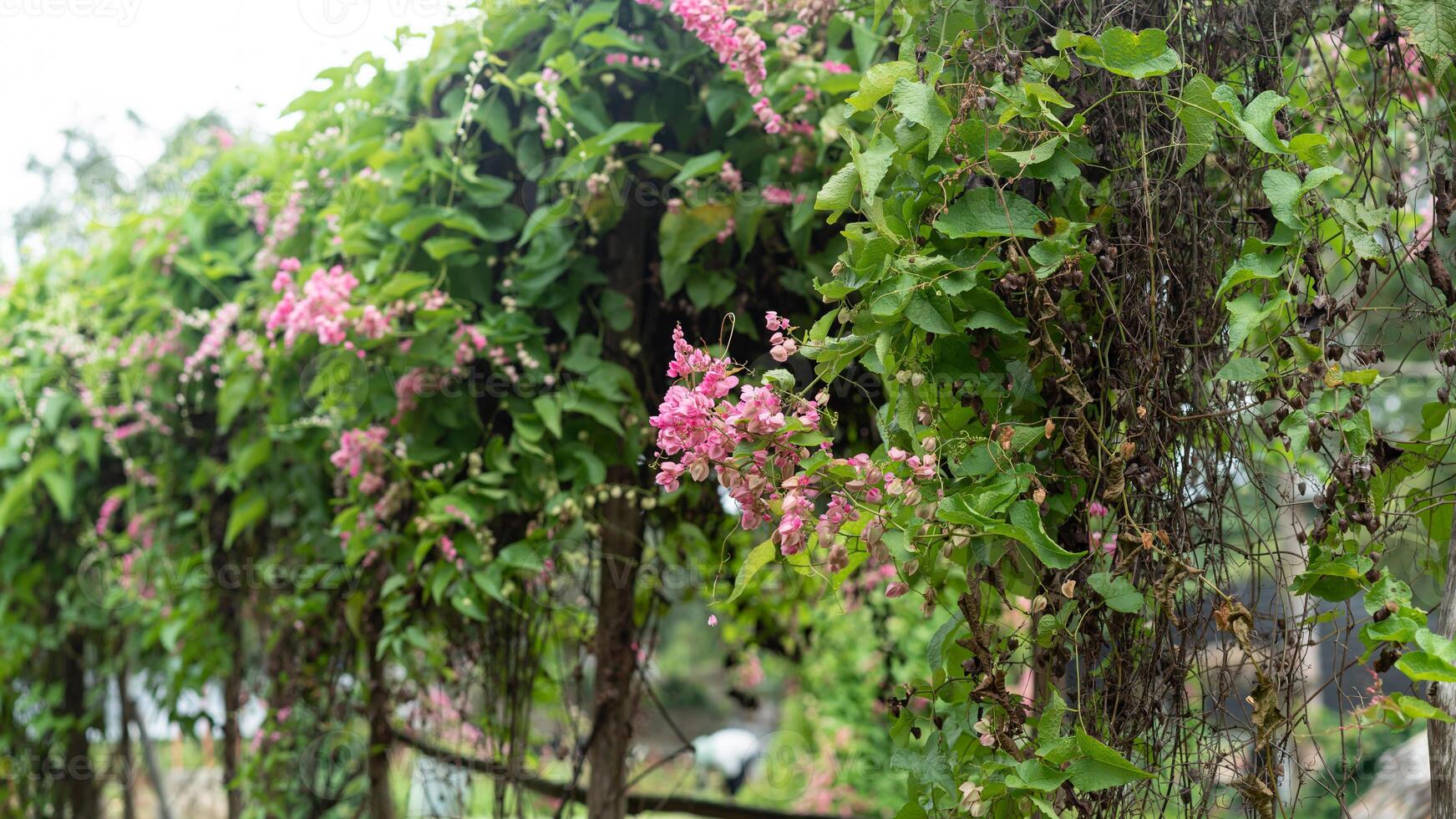 A vine covered wall with pink flowers photo