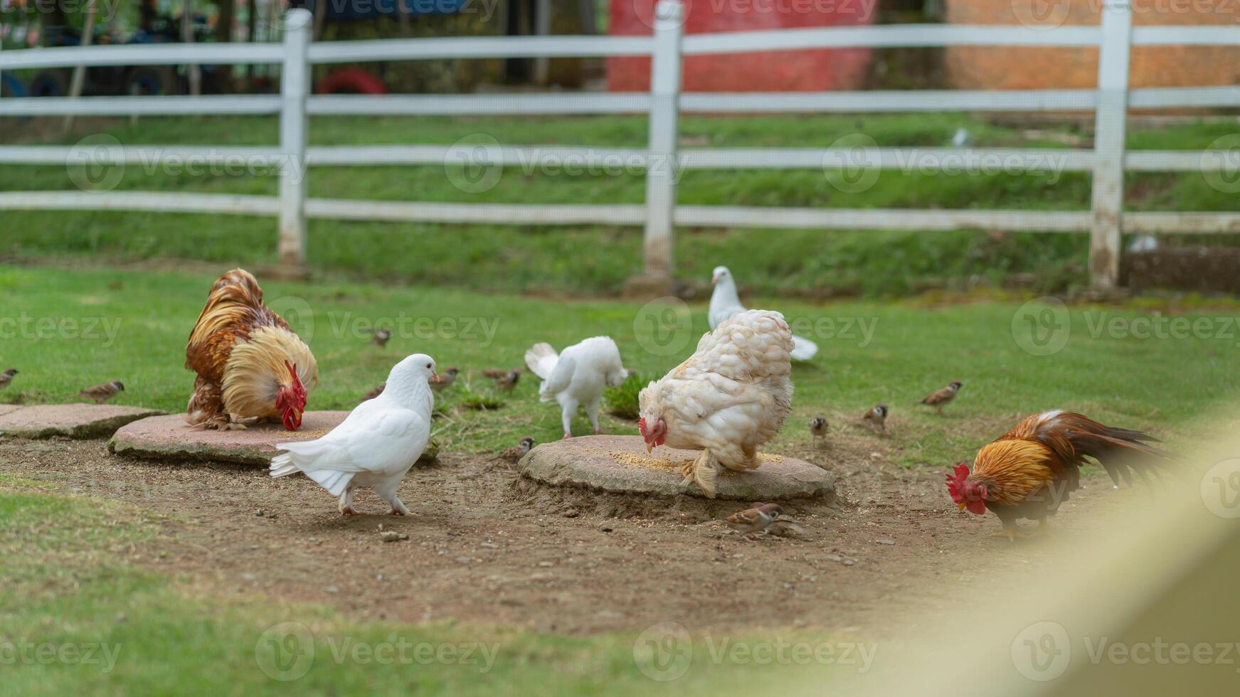 A group of chickens in a fenced in area photo