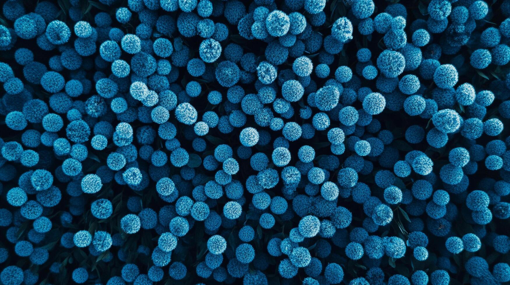 Field of blue pompom-shaped flowers with a dense, uniform pattern in the dark. Abstract floral display for graphic design applications. photo