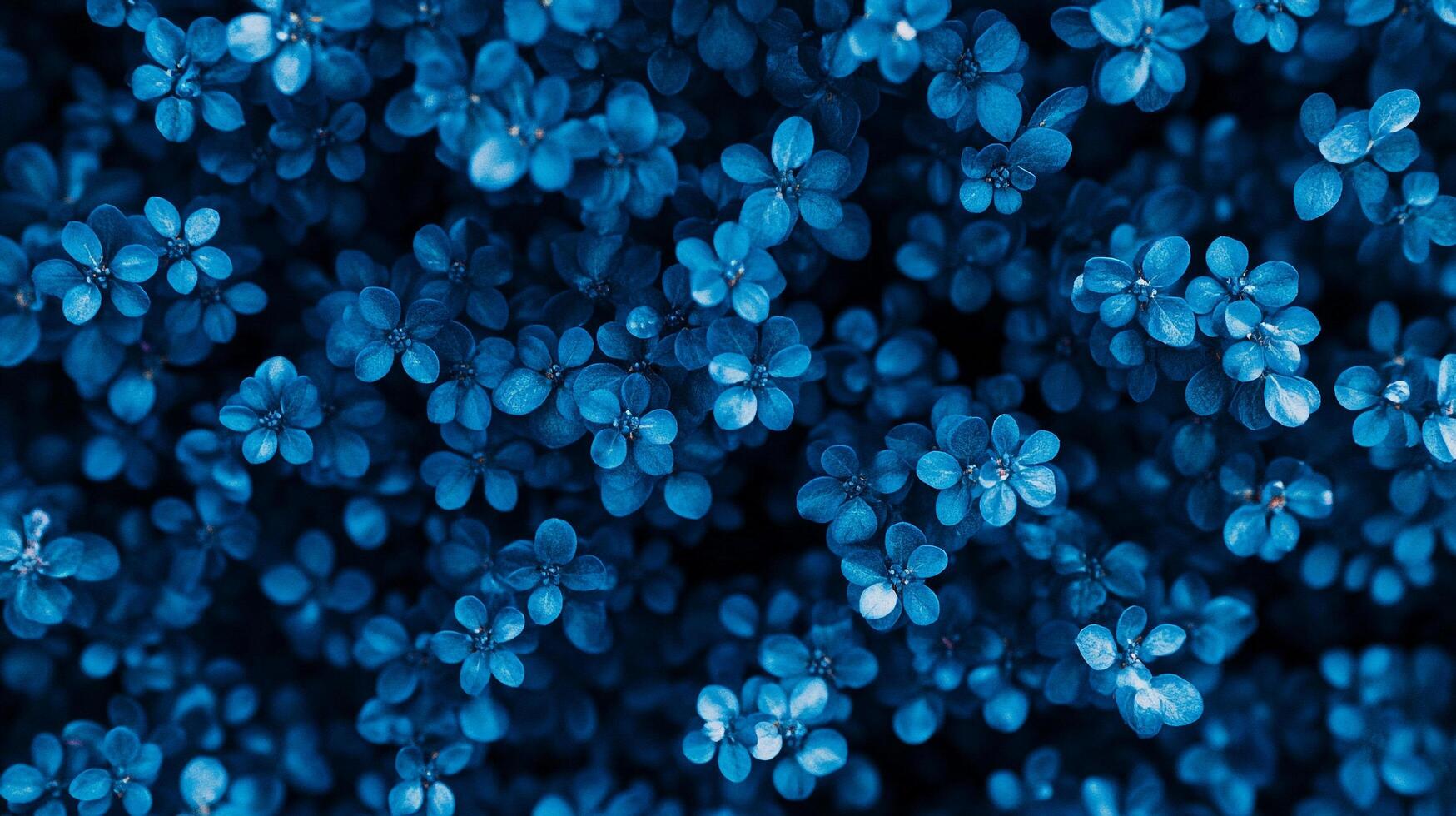 A dense covering of small, blue-toned foliage creates a visually soothing natural texture. Perfect for backgrounds or artistic projects. photo