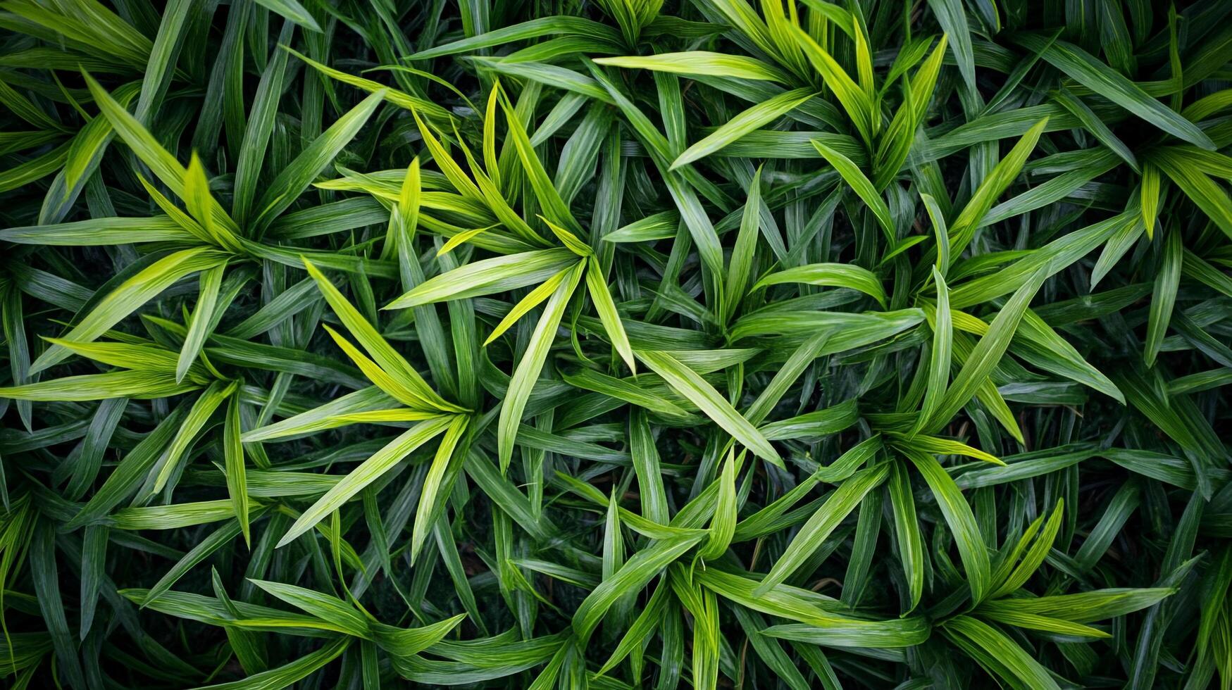 Lush green foliage creates a vibrant texture, showcasing nature's beauty with overlapping leaves and varying shades of green. photo