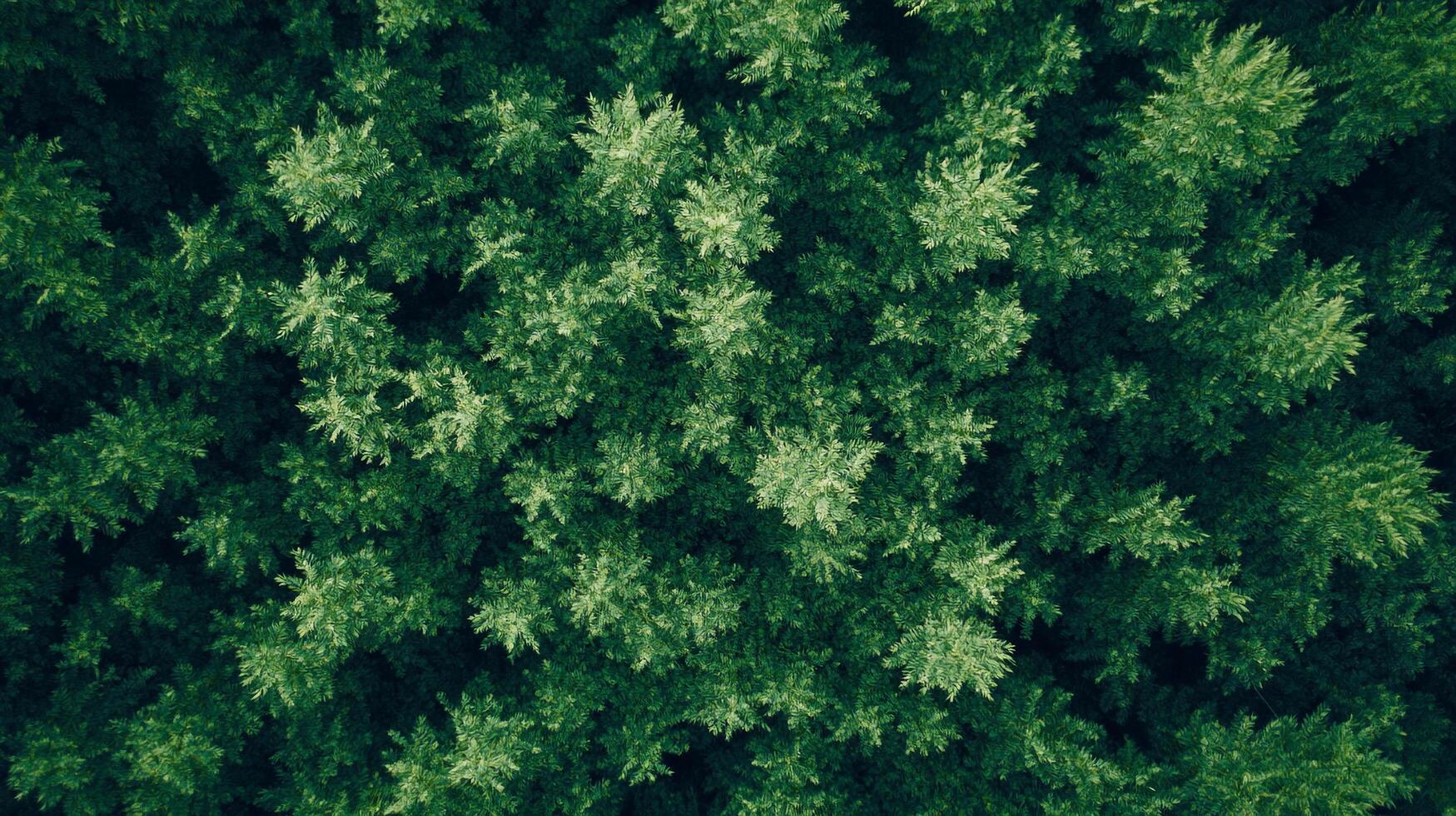 Aerial view of a dense forest with vibrant green foliage and intricate canopy patterns creating a natural tapestry. photo