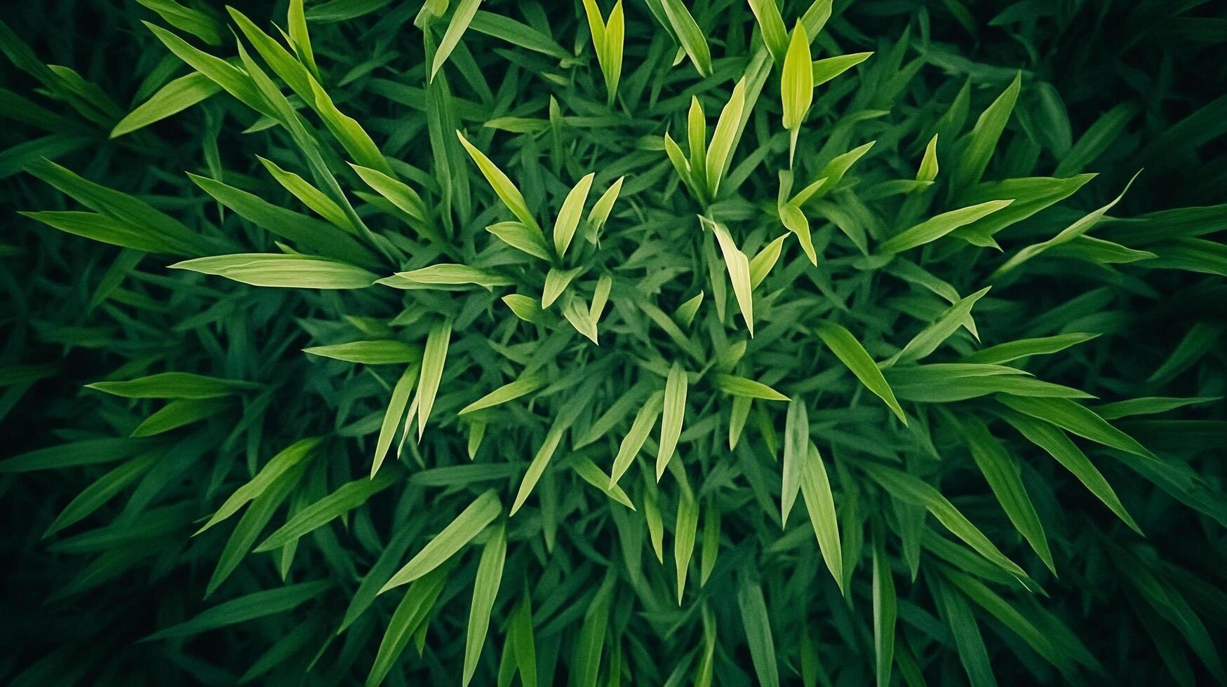 Lush green leaves create a calming scene. Natural light and dark shadows emphasize the depth and vibrant nature of the plant life. photo