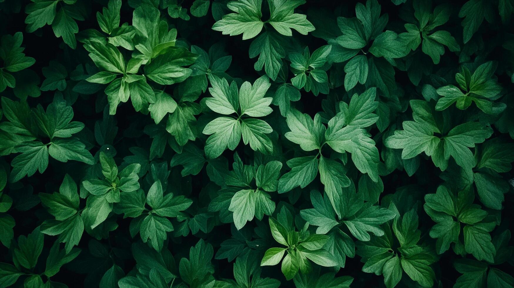Lush green foliage thrives in a dense, natural setting, creating a tranquil and verdant scene. Nature's beauty on full display. photo