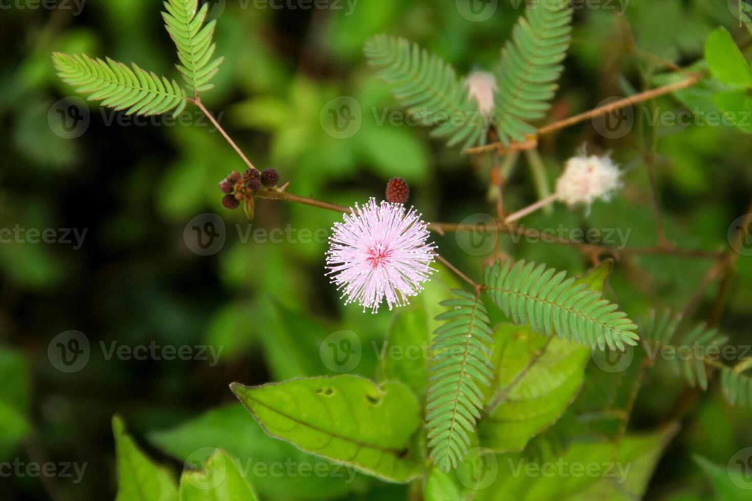 A small pink flower is on a green plant photo
