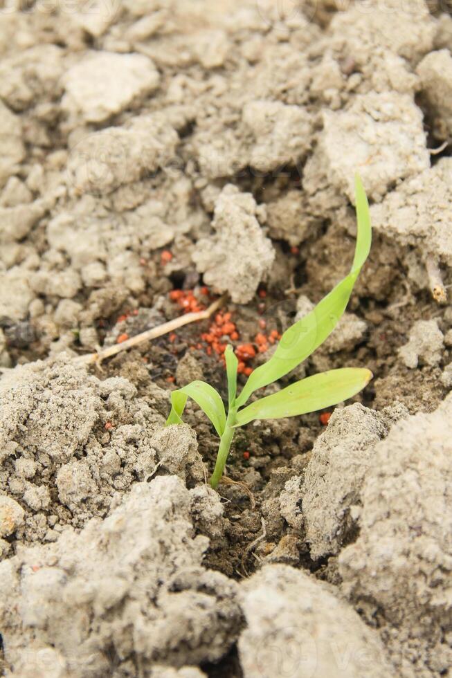 A small plant growing in the dirt photo