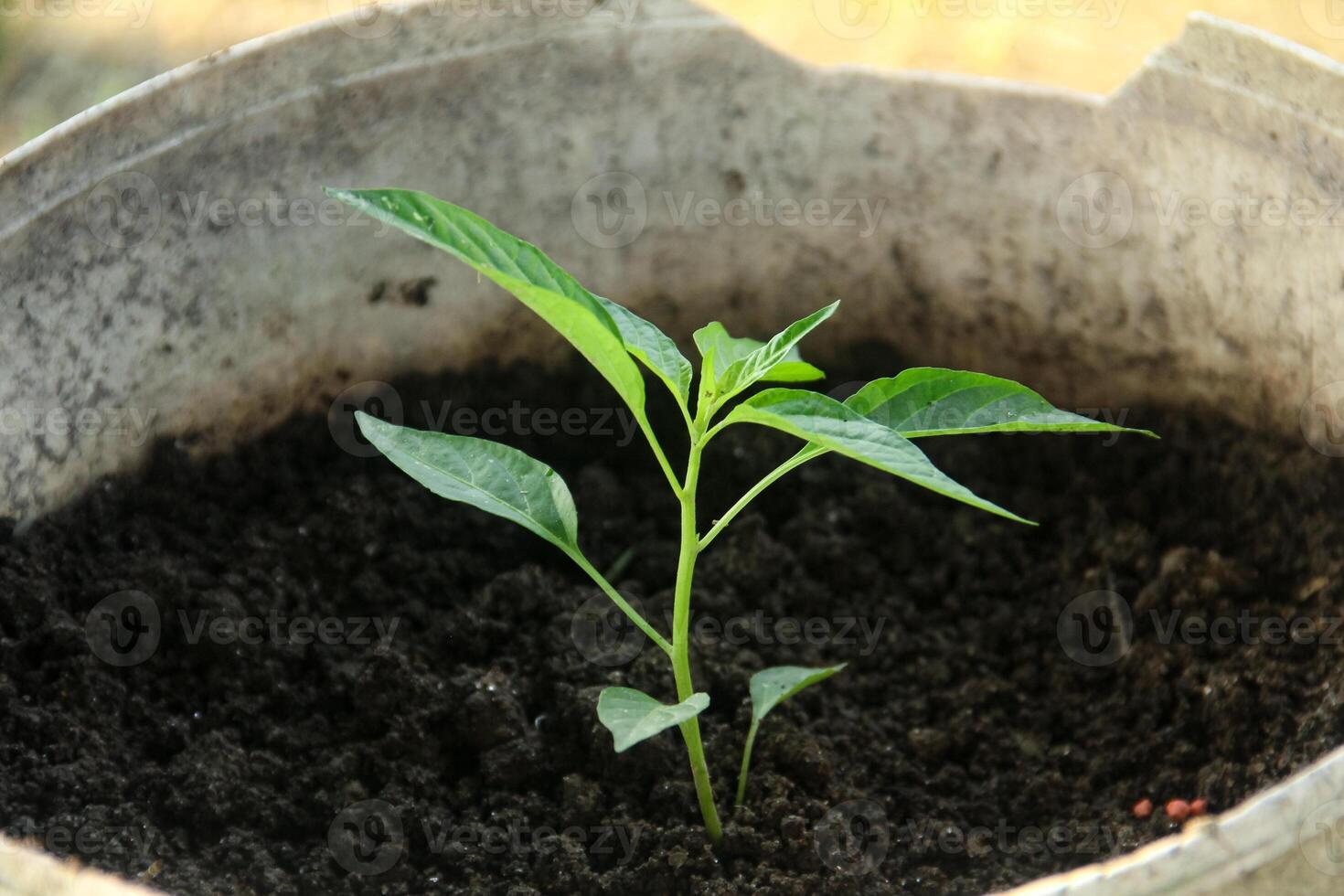 A small plant growing in a pot photo