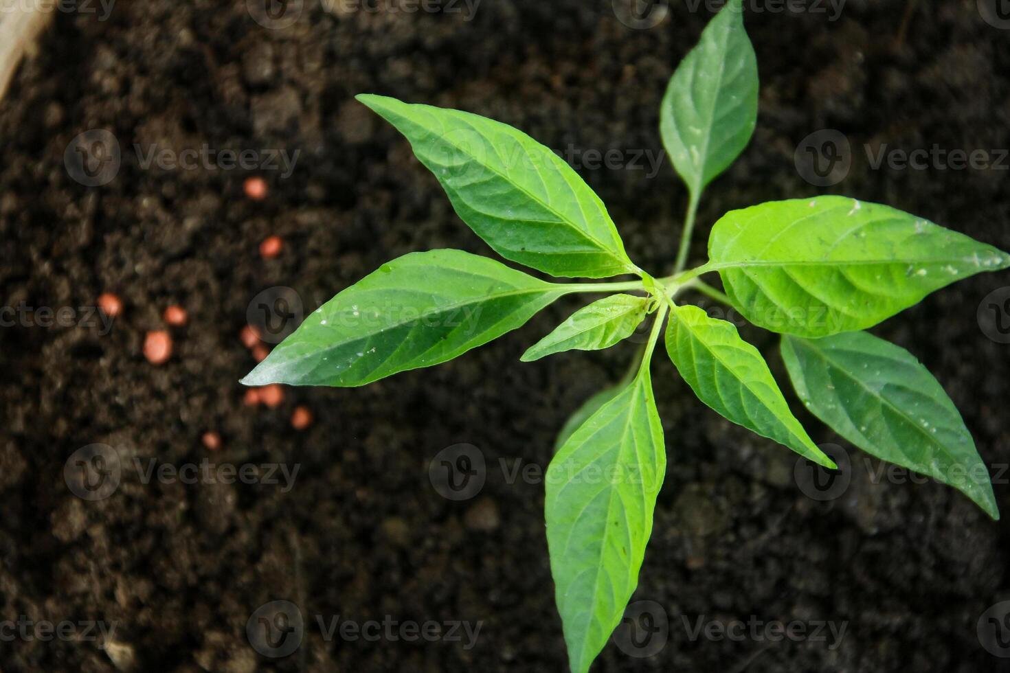 Small chili plants that live in small pots and are planted in fertile black humus soil photo