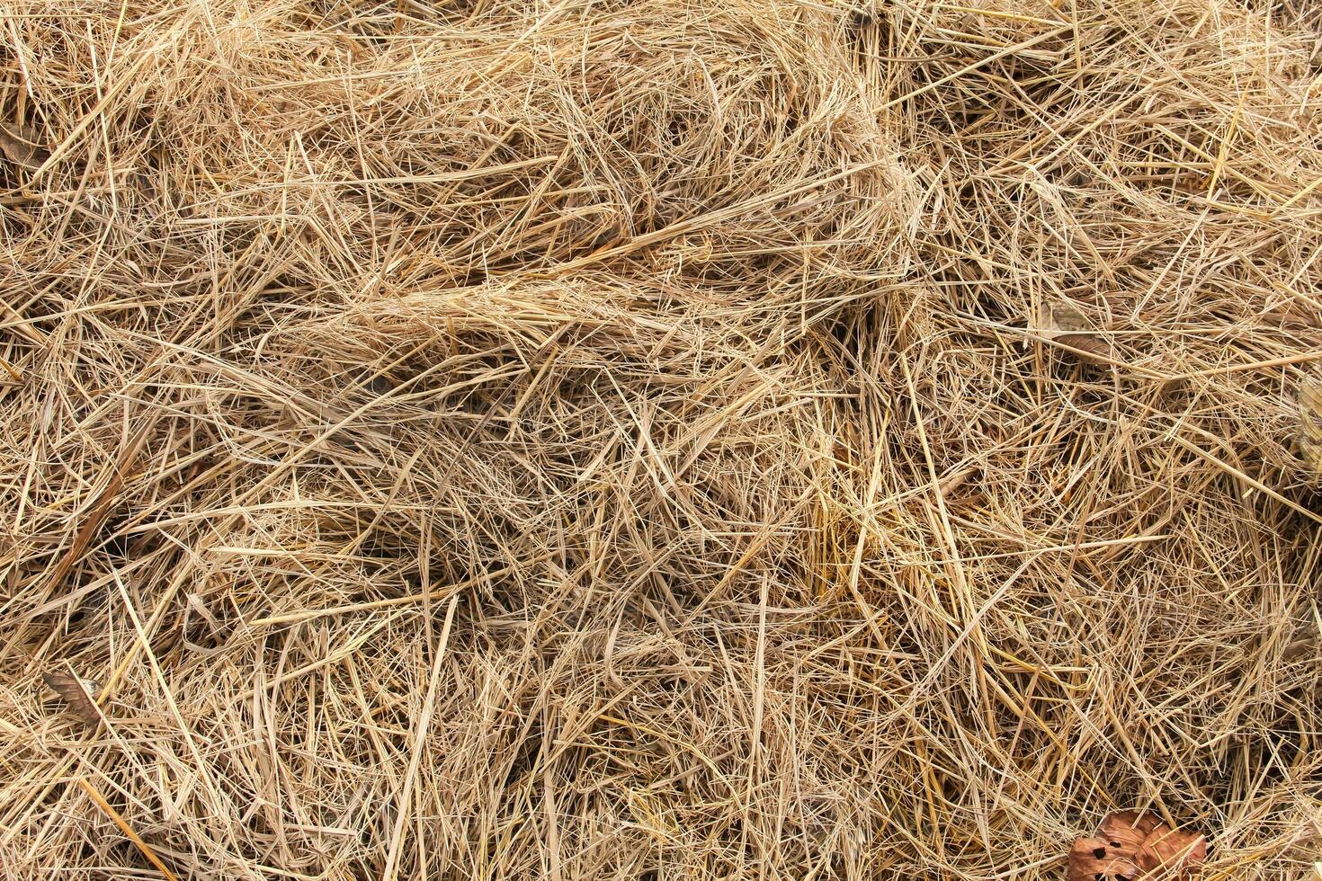 A pile of dry grass and weeds photo