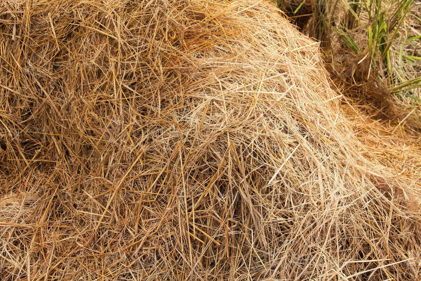 A pile of hay is sitting on the ground photo